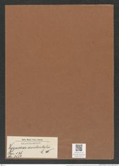 Zygoceros occidentalis L. W. (de-Toni-Nr.: Genus 126, Species 3550) Zeichnungen Sammlung Grunow Mappe 03718 (Herbarium_W_Grunow_drawings_Folder_03718)